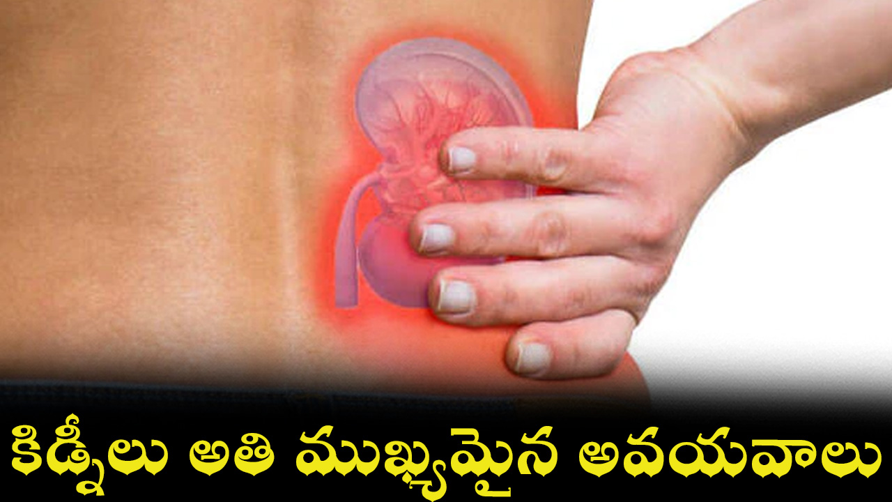 kidney-22.jpg